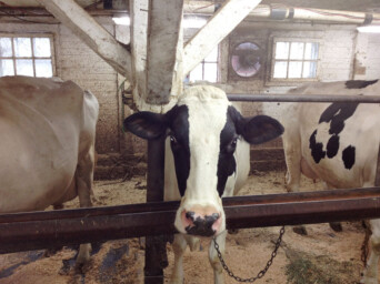 Cows from Liberty Hill Farm