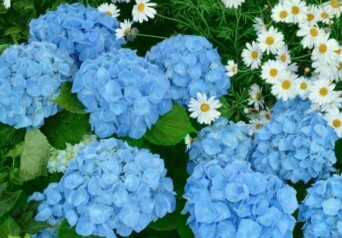 Hydrangea Cover