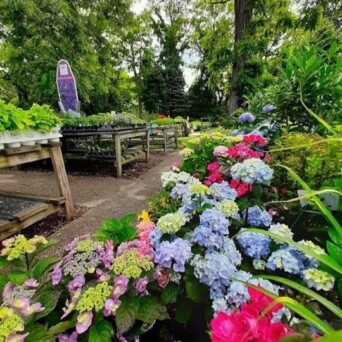 Scenic Roots Flowers