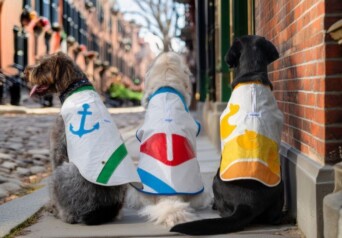 Jetty Dog Cover