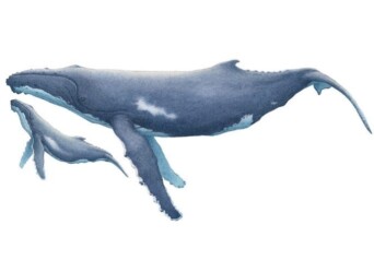 Justin La Rocco Cover