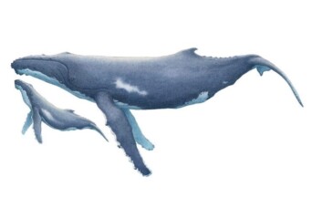 Justin La Rocco Cover